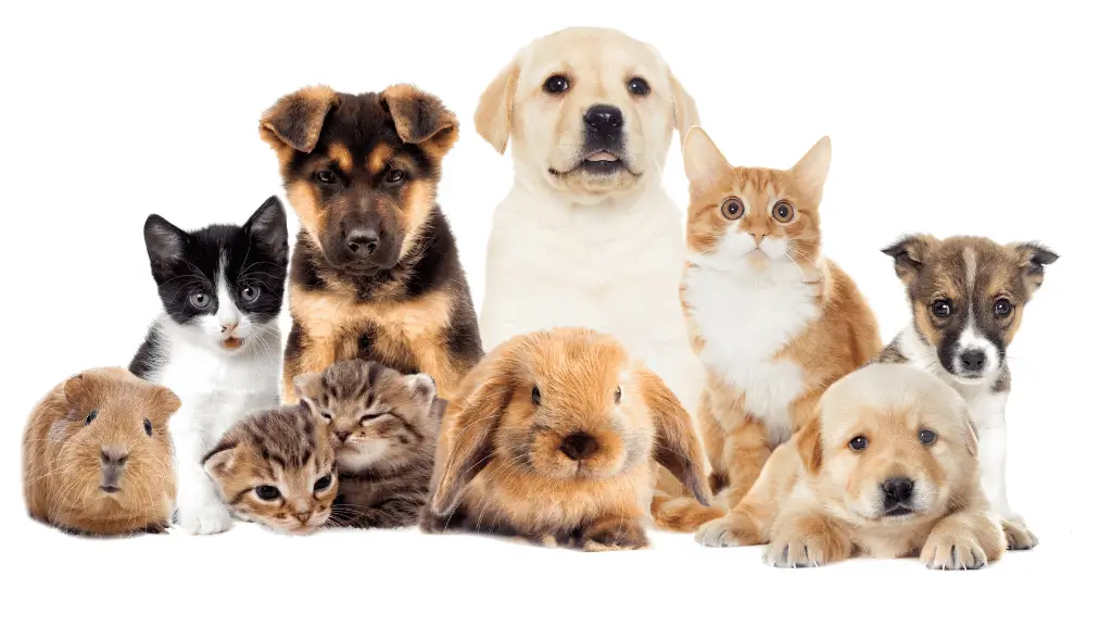 qual é o animal de cada signo