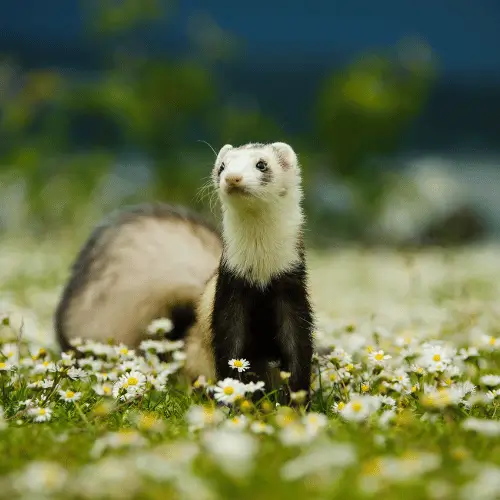 qual é o animal de cada signo