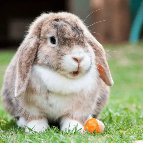 qual é o animal de cada signo