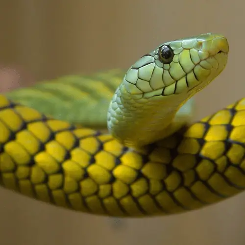 qual é o animal de cada signo