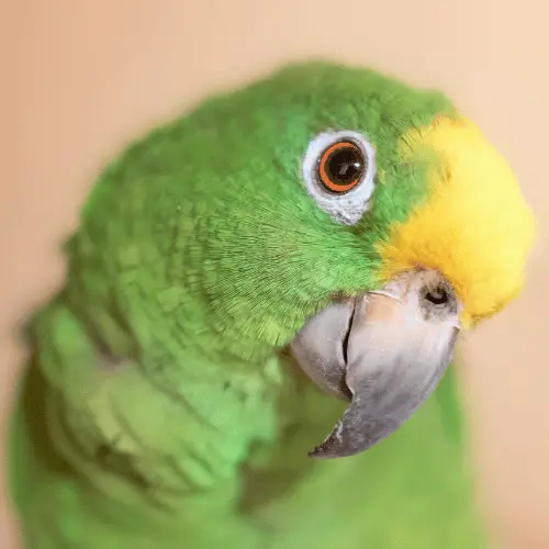 qual é o animal de cada signo
