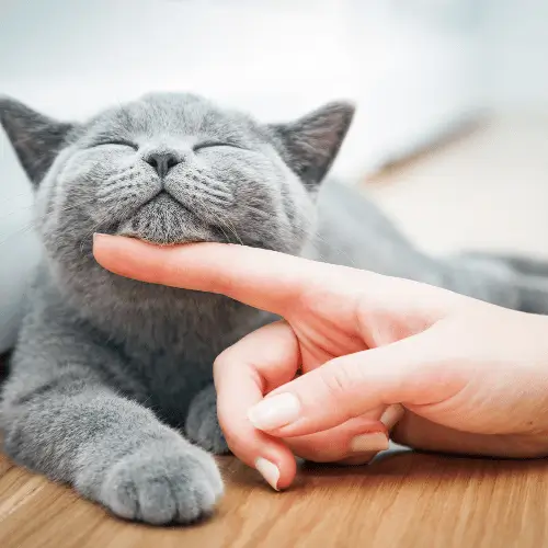 qual é o animal de cada signo