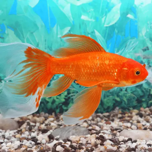 qual é o animal de cada signo