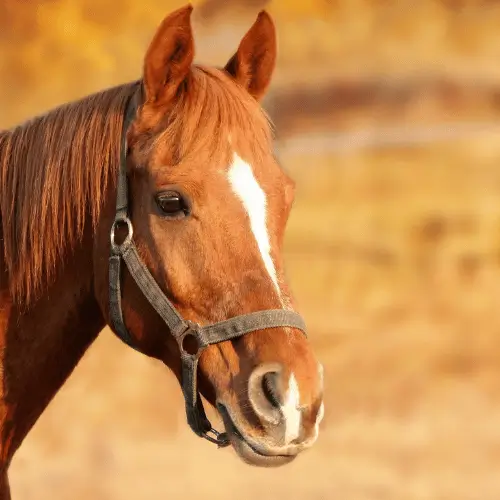 qual é o animal de cada signo