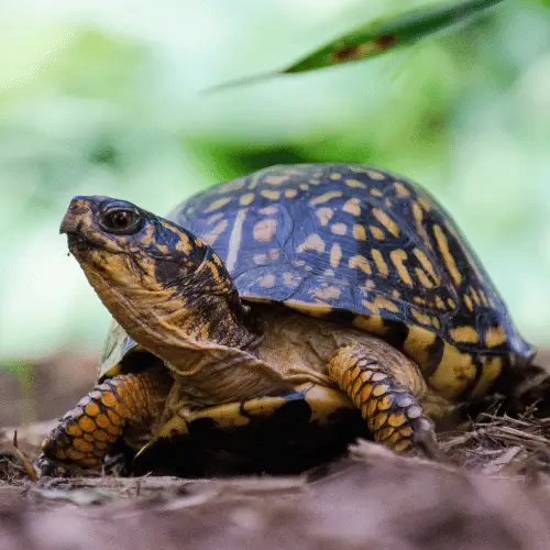 qual é o animal de cada signo