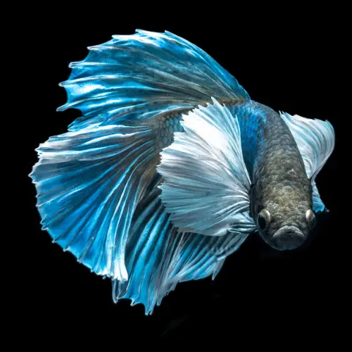 qual é o animal de cada signo