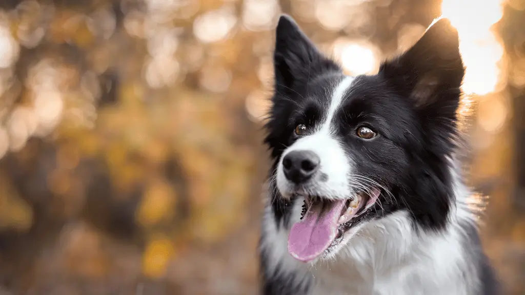 O Cachorro de cada Signo