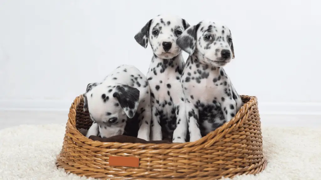 O cachorro de cada signo