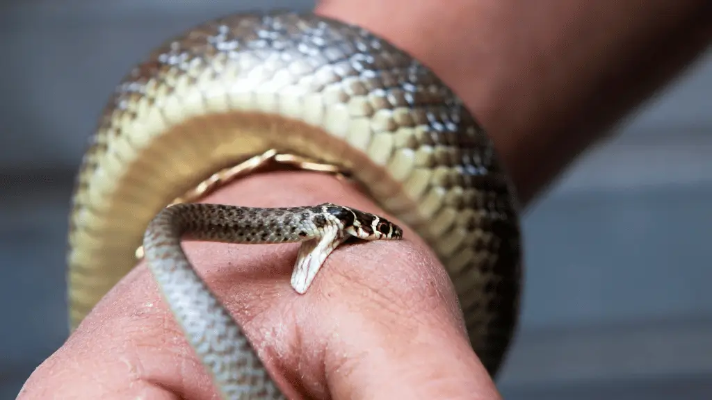 Sonhar com Cobra Picando a Mão