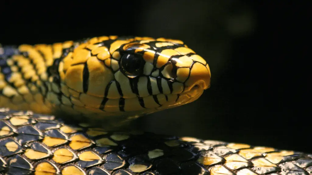 Sonhar com cobra preta e amarela