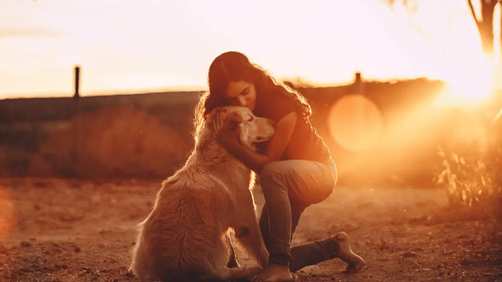 signos que são como Golden Retrievers