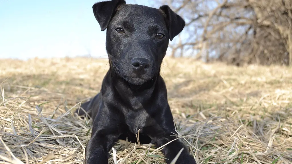 Cachorro preto deitado na grama seca em dia ensolarado, olhando fixamente para frente, simbolizando mistério, proteção e os significados de sonhar com cachorro preto.