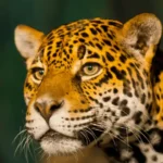 Sonhar com onça pintada