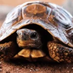 Tartaruga em close no solo marrom, com casco detalhado e olhar fixo, simbolizando paciência, sabedoria e os significados de sonhar com tartaruga.