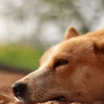 O que significa sonhar com cachorro no mundo espiritual