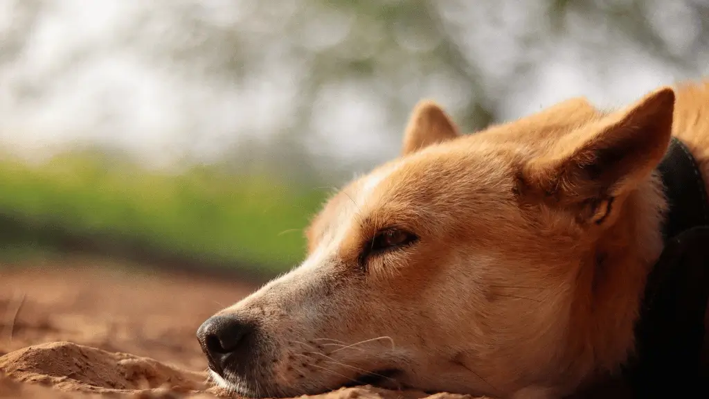 O que significa sonhar com cachorro no mundo espiritual