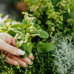 7 ervas para banho de descarrego